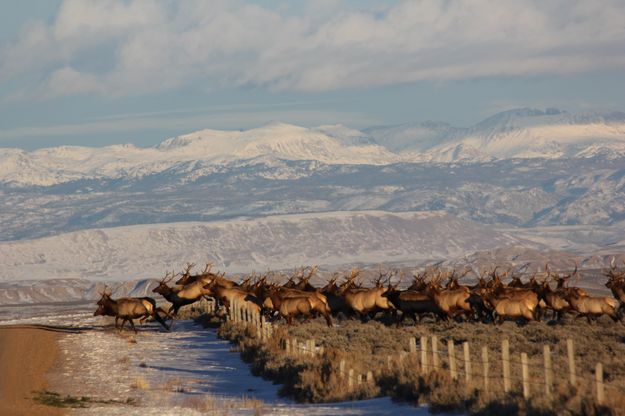 Over the fence. Photo by Karen Forrester.