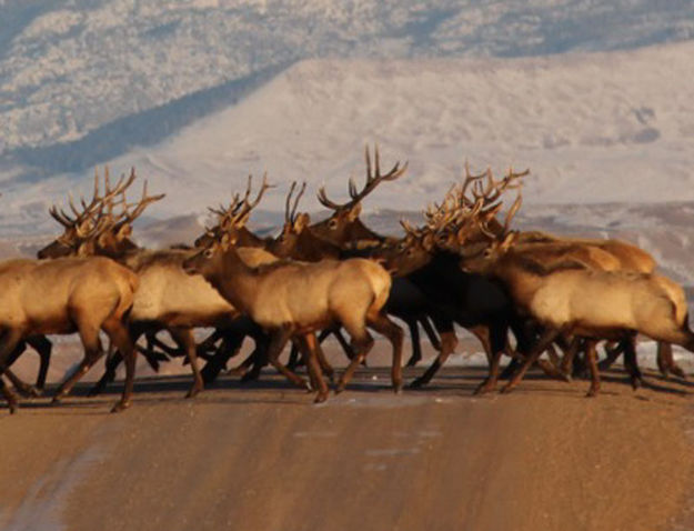 Mass of antlers. Photo by Karen Forrester.