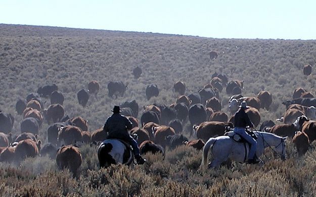 Green River Drift. Photo by Dawn Ballou, Pinedale Online.