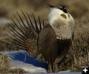 Sage Grouse. Photo by Cat Urbigkit, Pinedale Online.