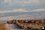 Over the fence. Photo by Karen Forrester.