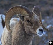 Big Horn Sheep. Photo by Dave Bell.