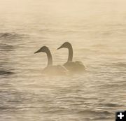 Two Swans. Photo by Dave Bell.