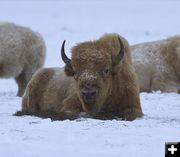 Bison. Photo by Dave Bell.