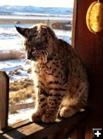 Bobcat. Photo by Kim Andrews.