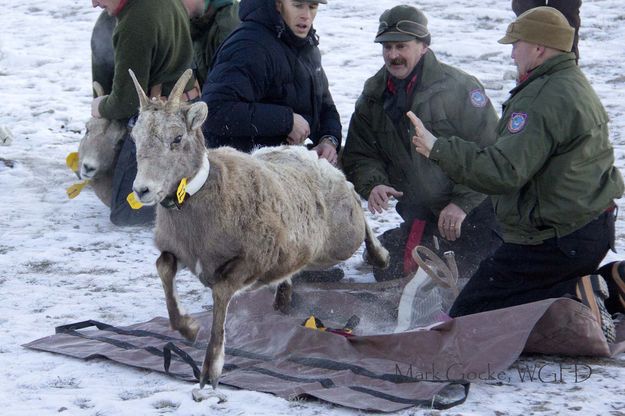 Released. Photo by Mark Gocke, Wyoming Game & Fish.