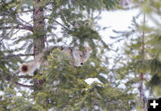 Coyote in a tree. Photo by Betty Boehm.