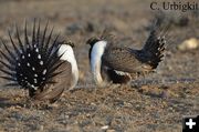 Strutting. Photo by Cat Urbigkit.