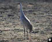 Sandhill cranes are back. Photo by Cat Urbigkit.