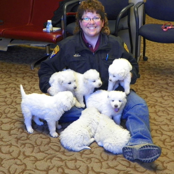 Sheep dog puppies. Photo by Sweetwater County Sheriffs Office.