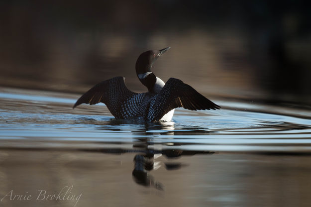 Loon. Photo by Arnold Brokling.