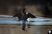 Loon. Photo by Arnold Brokling.