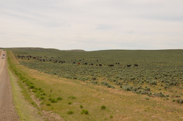Moving cattle. Photo by Terry Allen.