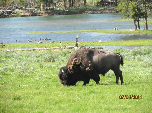 Bison. Photo by Amanda and Eduardo Martinez.