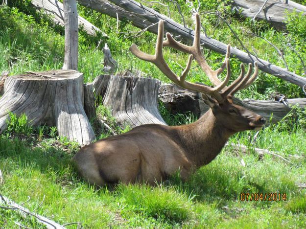 Bull Elk. Photo by Amanda and Eduardo Martinez .