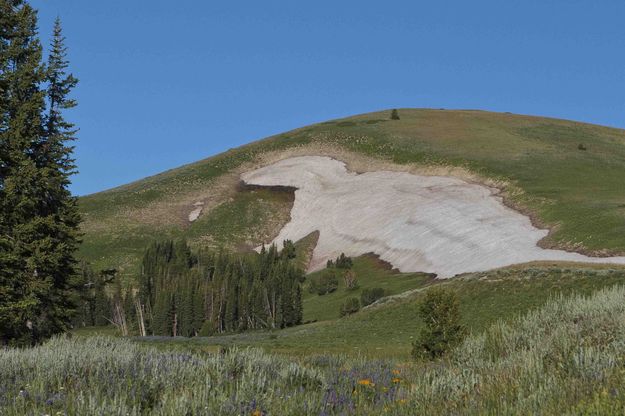 Giant Snow Gopher. Photo by Dave Bell.