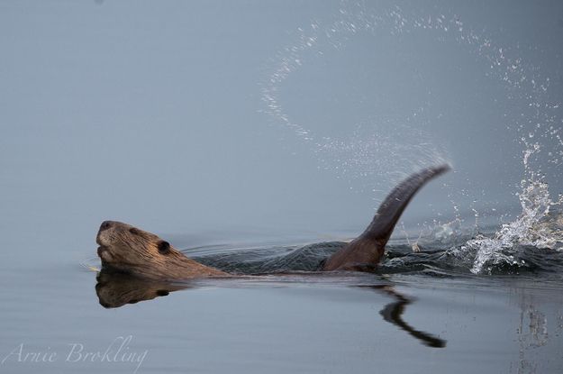 Slap Happy. Photo by Arnold Brokling.