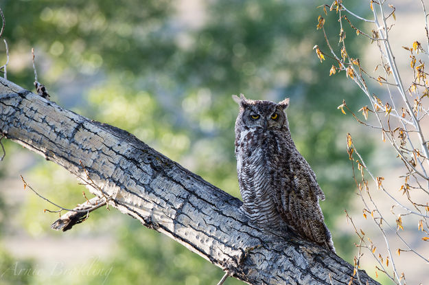 Great Horned Owl. Photo by Arnold Brokling.