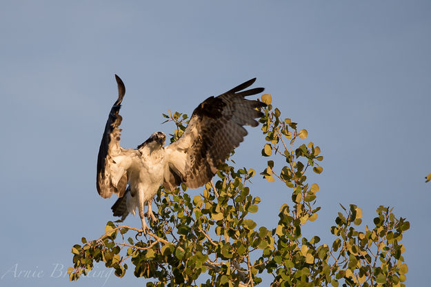 Osprey. Photo by Arnold Brokling.