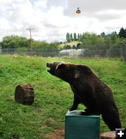 Kio box 2. Photo by Linda Weiford, WSU News.