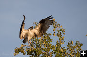 Osprey. Photo by Arnold Brokling.