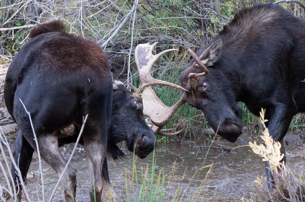Two bull moose. Photo by Arnold Brokling.