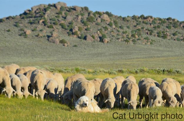 Herd Guardian. Photo by Cat Urbigkit.