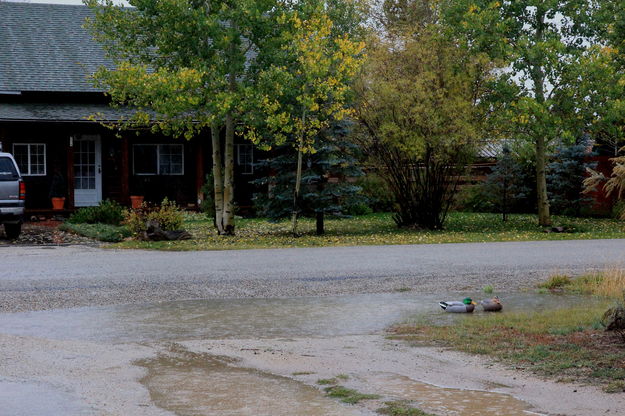 The Rain. Photo by Fred Pflughoft.