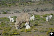 Well Guarded Ram. Photo by Cat Urbigkit.