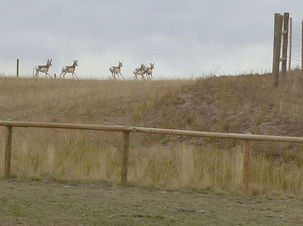 Antelope. Photo by Dawn Ballou, Pinedale Online.