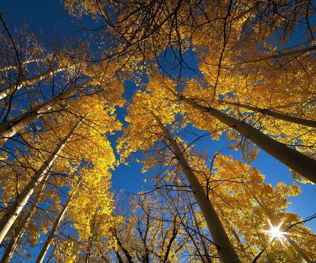 Aspen trees. Photo by Dave Bell.