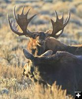 Getting friendly. Photo by Dave Bell.