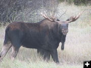 Happy Moose. Photo by Matt Murdock.