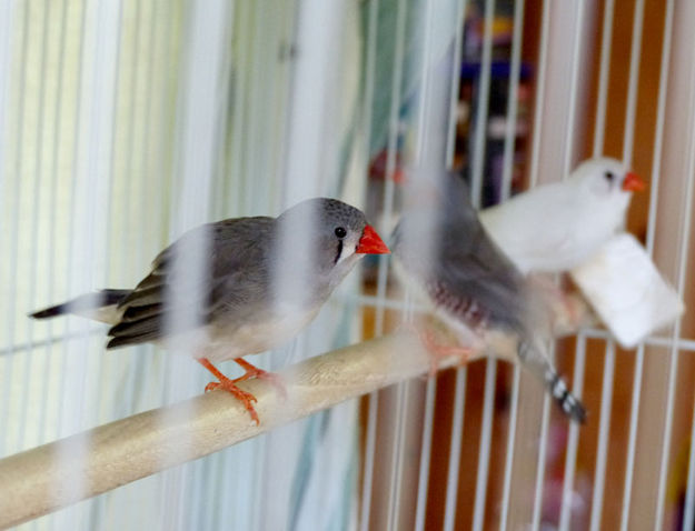 Birds. Photo by Dawn Ballou, Pinedale Online.