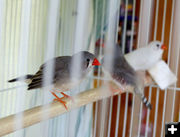 Birds. Photo by Dawn Ballou, Pinedale Online.