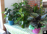 Green plants. Photo by Dawn Ballou, Pinedale Online.