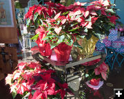 Poinsettias. Photo by Dawn Ballou, Pinedale Online.