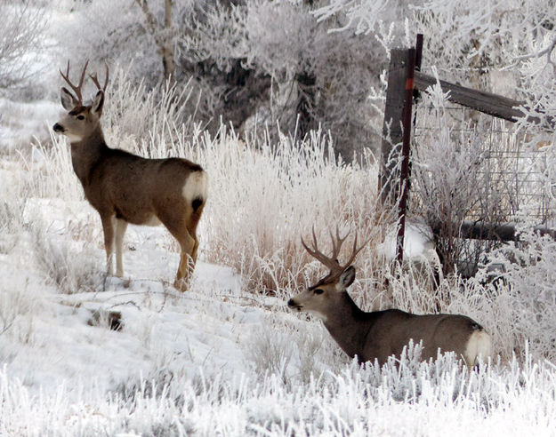 2 Bucks. Photo by Dawn Ballou, Pinedale Online.