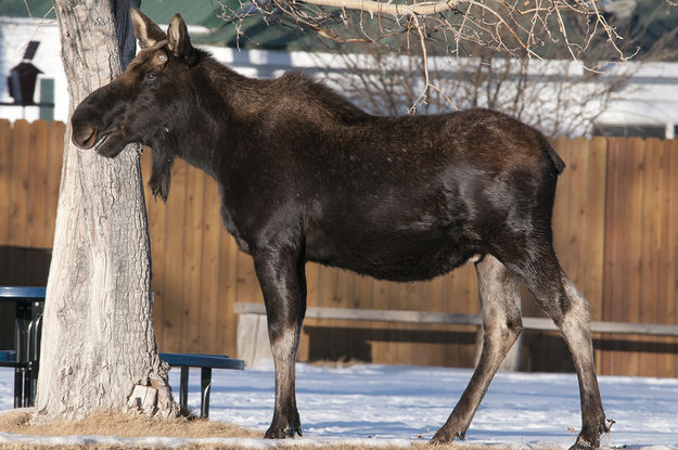 Mr. Moose. Photo by Tyler Foster.