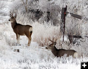 2 Bucks. Photo by Dawn Ballou, Pinedale Online.