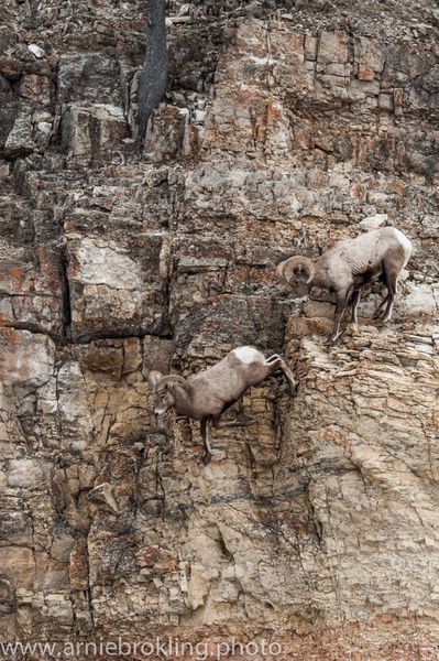 Big Horn Sheep. Photo by Arnold Brokling.