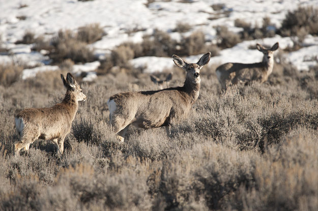 Afternoon deer. Photo by Tyler Foster.