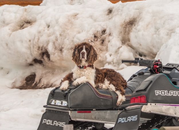 New breed of sled dog. Photo by Dianna Brokling.