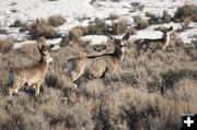 Afternoon deer. Photo by Tyler Foster.