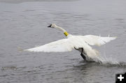 Trumpeter Swan. Photo by Mark Gocke, Wyoming Game & Fish.