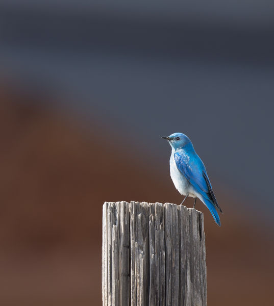 Bluebird. Photo by Arnold Brokling.