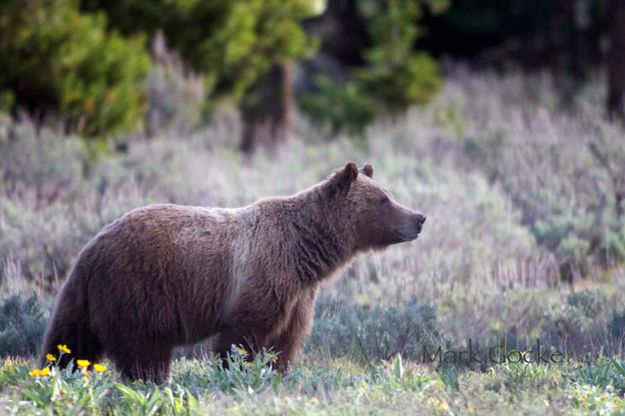 Grizzly bear. Photo by Mark Gocke, Wyoming Game & Fish.