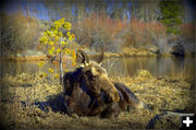 Chillin by the lake. Photo by Terry Allen.