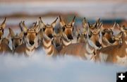 Path of the Pronghorn. Photo by Museum of the Mountain Man.