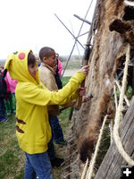 Scraping an elk hide. Photo by Dawn Ballou, Pinedale Online.